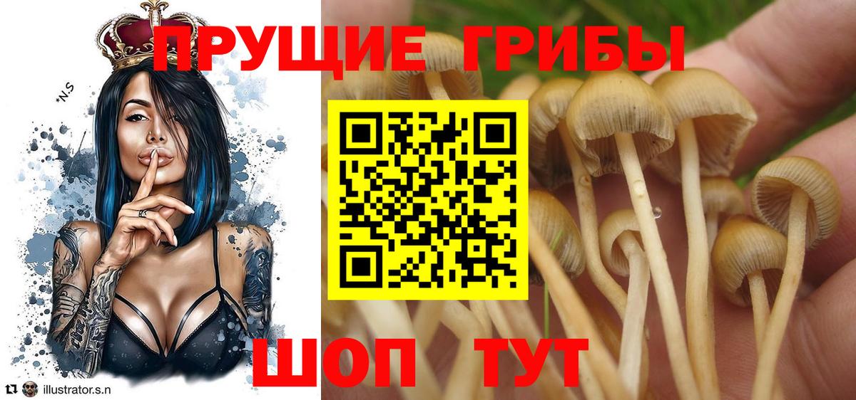 Псилоцибиновые грибы Cubensis Шебекино